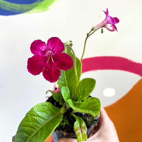 African Violet - Streptocarpus 'Hope' - Welsh Grown - Sprouts of Bristol