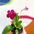 African Violet - Streptocarpus 'Hope' - Welsh Grown - Sprouts of Bristol