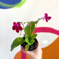 African Violet - Streptocarpus 'Hope' - Welsh Grown - Sprouts of Bristol