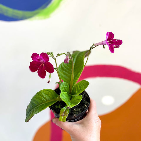 African Violet - Streptocarpus 'Hope' - Welsh Grown - Sprouts of Bristol