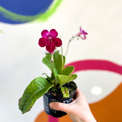 African Violet - Streptocarpus 'Hope' - Welsh Grown - Sprouts of Bristol