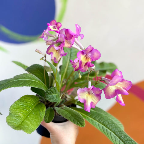 African Violet - Streptocarpus 'Isla' - Welsh Grown - Sprouts of Bristol