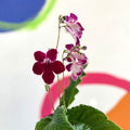 African Violet - Streptocarpus 'Leah' - Welsh Grown - Sprouts of Bristol