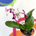African Violet - Streptocarpus 'Leah' - Welsh Grown - Sprouts of Bristol