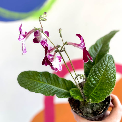 African Violet - Streptocarpus 'Leah' - Welsh Grown - Sprouts of Bristol