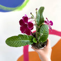 African Violet - Streptocarpus 'Leah' - Welsh Grown - Sprouts of Bristol
