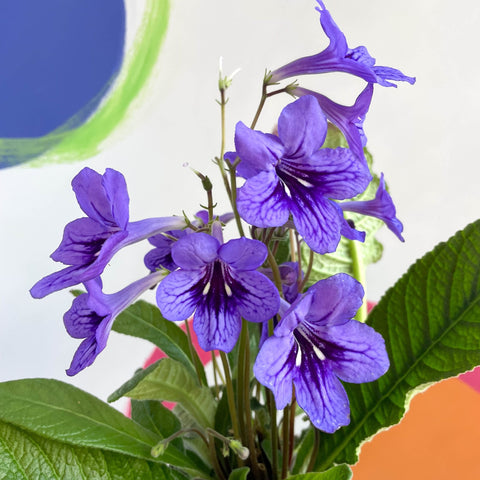 African Violet - Streptocarpus 'Lucille' - Welsh Grown - Sprouts of Bristol