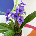 African Violet - Streptocarpus 'Lucille' - Welsh Grown - Sprouts of Bristol
