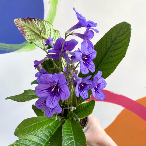 African Violet - Streptocarpus 'Lucille' - Welsh Grown - Sprouts of Bristol