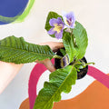 African Violet - Streptocarpus 'Natalie' - Welsh Grown - Sprouts of Bristol