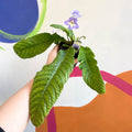 African Violet - Streptocarpus 'Natalie' - Welsh Grown - Sprouts of Bristol
