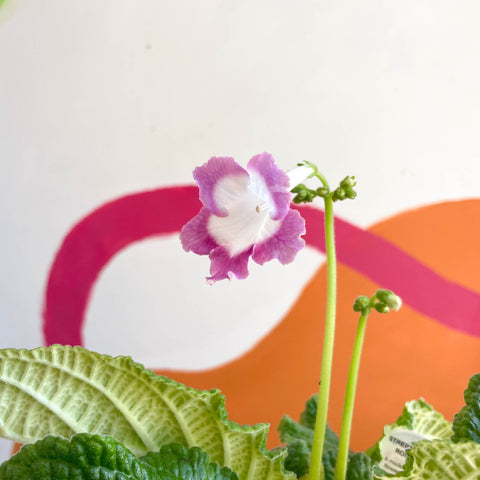 African Violet - Streptocarpus 'Rose Halo' - Welsh Grown - Sprouts of Bristol