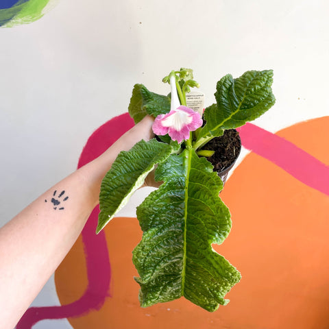 African Violet - Streptocarpus 'Rose Halo' - Welsh Grown - Sprouts of Bristol