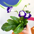 African Violet - Streptocarpus 'Roulette Azur' - Welsh Grown - Sprouts of Bristol