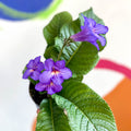 African Violet - Streptocarpus 'Tanya' - Welsh Grown - Sprouts of Bristol
