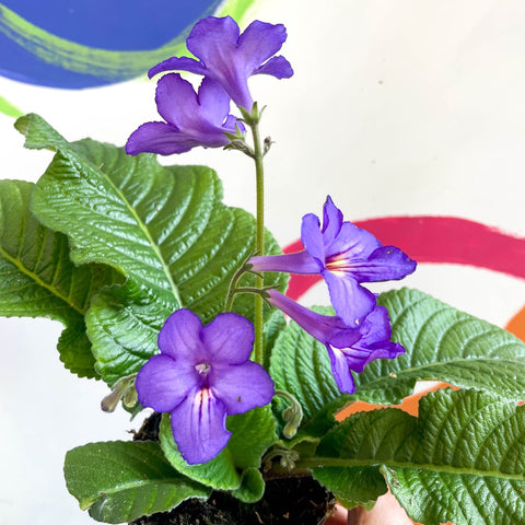African Violet - Streptocarpus 'Tanya' - Welsh Grown - Sprouts of Bristol