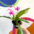African Violet - Streptocarpus 'Tina' - Welsh Grown - Sprouts of Bristol