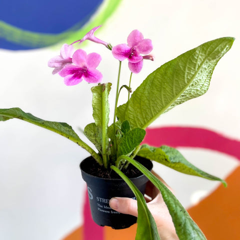 African Violet - Streptocarpus 'Tina' - Welsh Grown - Sprouts of Bristol