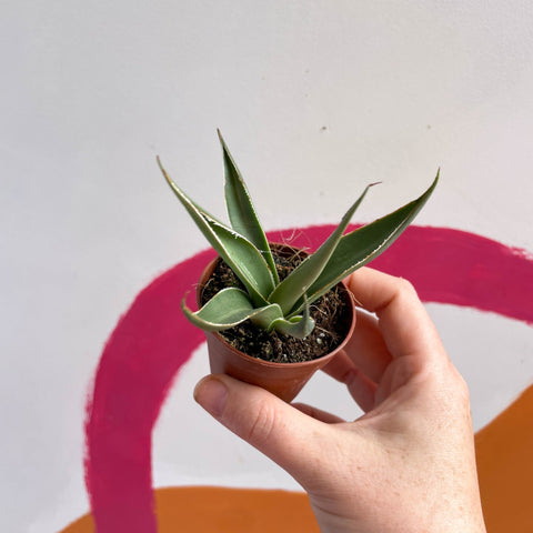 Agave filifera - Sprouts of Bristol