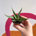 Agave filifera - Sprouts of Bristol
