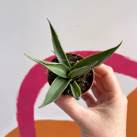 Agave filifera - Sprouts of Bristol