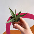 Agave filifera - Sprouts of Bristol
