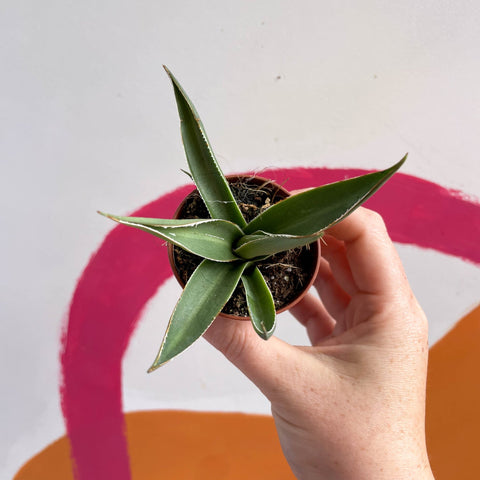 Agave filifera - Sprouts of Bristol