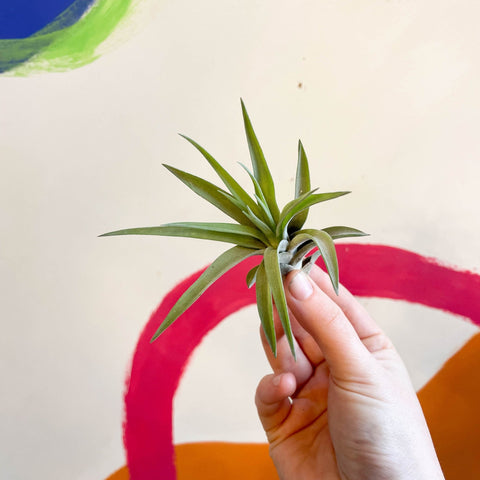 Air Plant - Tillandsia aeranthos - Sprouts of Bristol