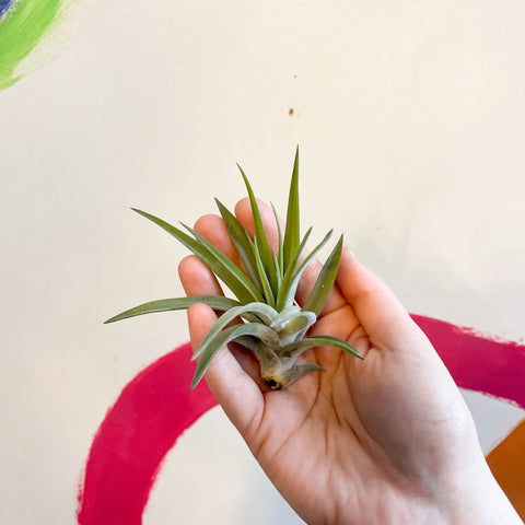 Air Plant - Tillandsia aeranthos - Sprouts of Bristol