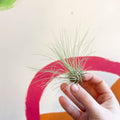 Air Plant - Tillandsia argentea - Sprouts of Bristol