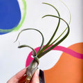 Air Plant - Tillandsia baileyi - Sprouts of Bristol