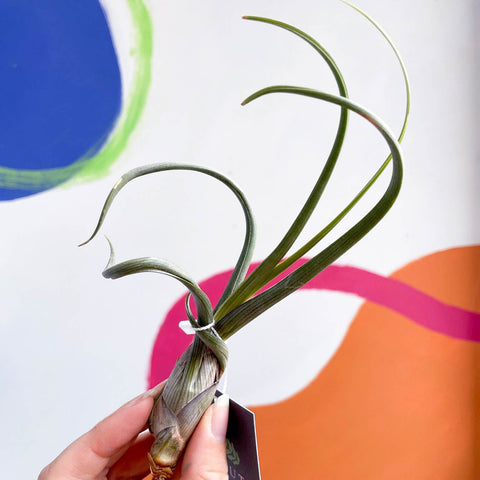 Air Plant - Tillandsia baileyi - Sprouts of Bristol