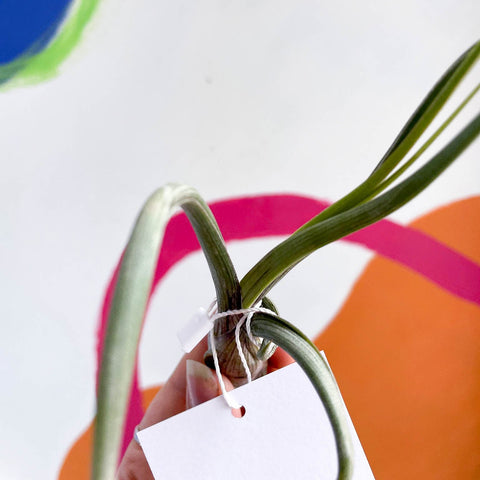 Air Plant - Tillandsia baileyi - Sprouts of Bristol