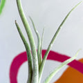 Air Plant - Tillandsia caput medusae - Sprouts of Bristol