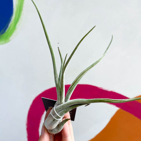 Air Plant - Tillandsia caput medusae - Sprouts of Bristol