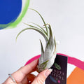 Air Plant - Tillandsia circinata - Sprouts of Bristol