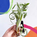 Air Plant - Tillandsia 'Curly Slim' - Sprouts of Bristol