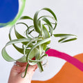 Air Plant - Tillandsia 'Curly Slim' - Sprouts of Bristol