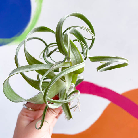 Air Plant - Tillandsia 'Curly Slim' - Sprouts of Bristol