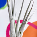 Air Plant - Tillandsia fasciculata - Sprouts of Bristol