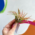 Air Plant - Tillandsia harrisii - Sprouts of Bristol