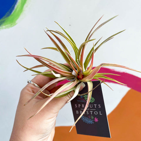 Air Plant - Tillandsia harrisii - Sprouts of Bristol