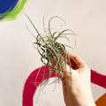 Air Plant - Tillandsia ionantha green - Sprouts of Bristol