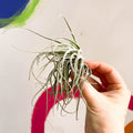 Air Plant - Tillandsia ionantha green - Sprouts of Bristol