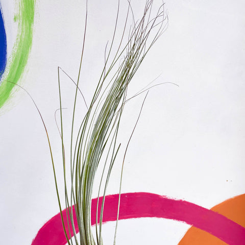 Air Plant - Tillandsia juncea - Sprouts of Bristol