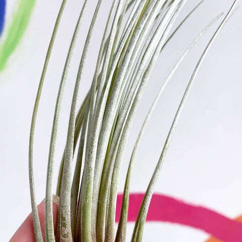 Air Plant - Tillandsia juncea - Sprouts of Bristol