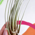 Air Plant - Tillandsia juncea - Sprouts of Bristol