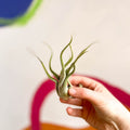 Air Plant - Tillandsia medusa - Sprouts of Bristol