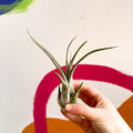 Air Plant - Tillandsia medusa - Sprouts of Bristol