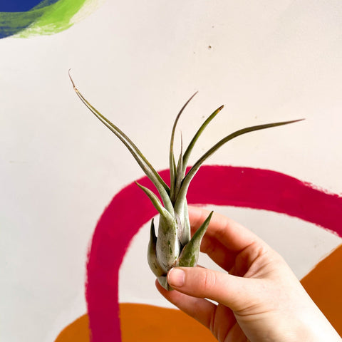 Air Plant - Tillandsia medusa - Sprouts of Bristol